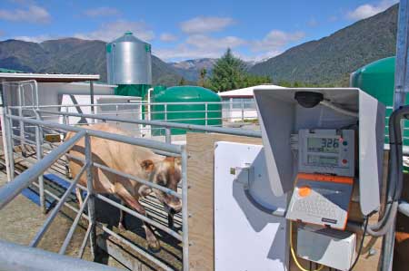 basculas ganaderas porcinas